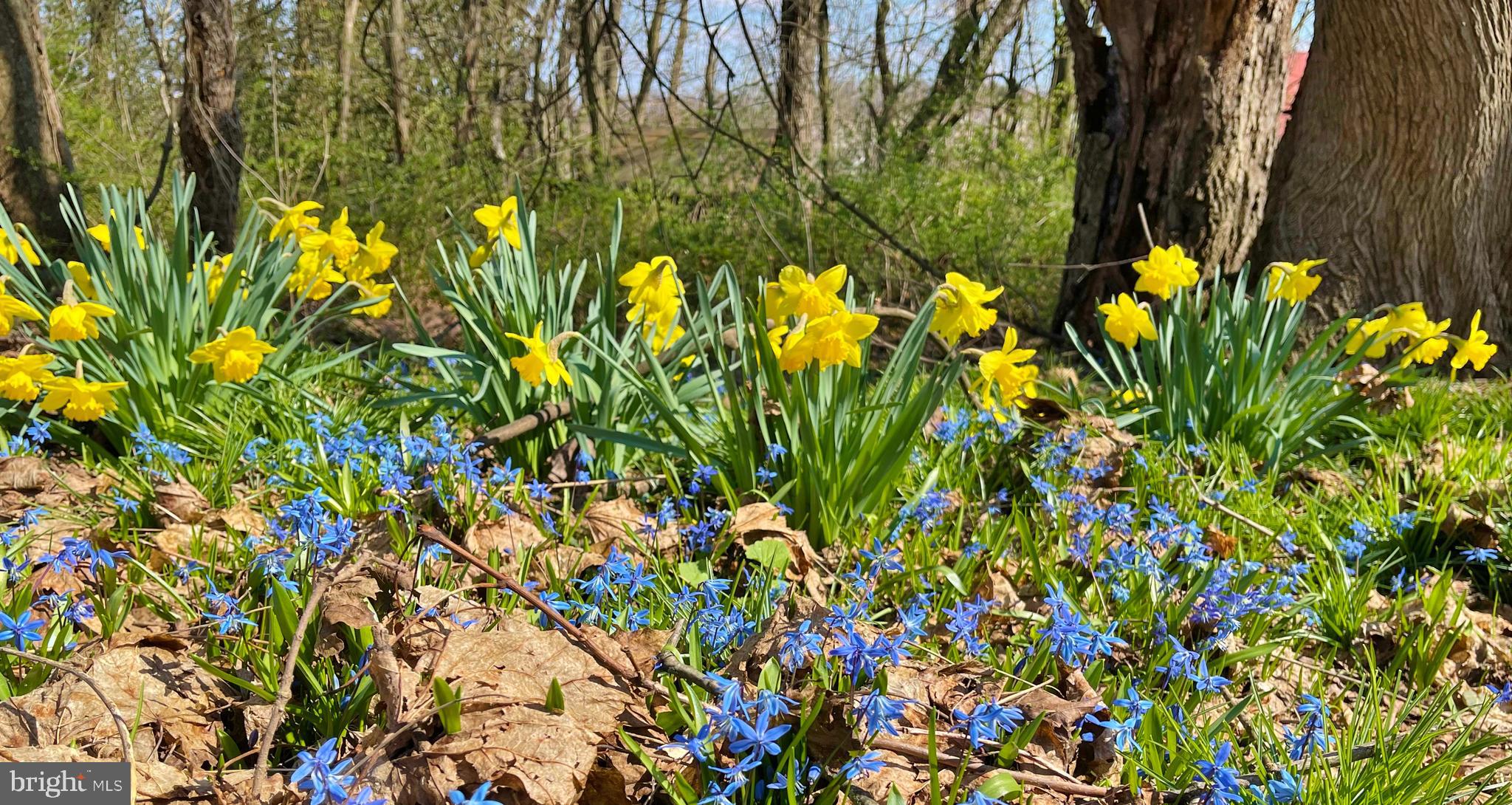 16756 Mount Airy Road Shrewsbury, PA 17361 - Photo 91 of 93 Spring Blooms: A Colorful Floral Tapestry
