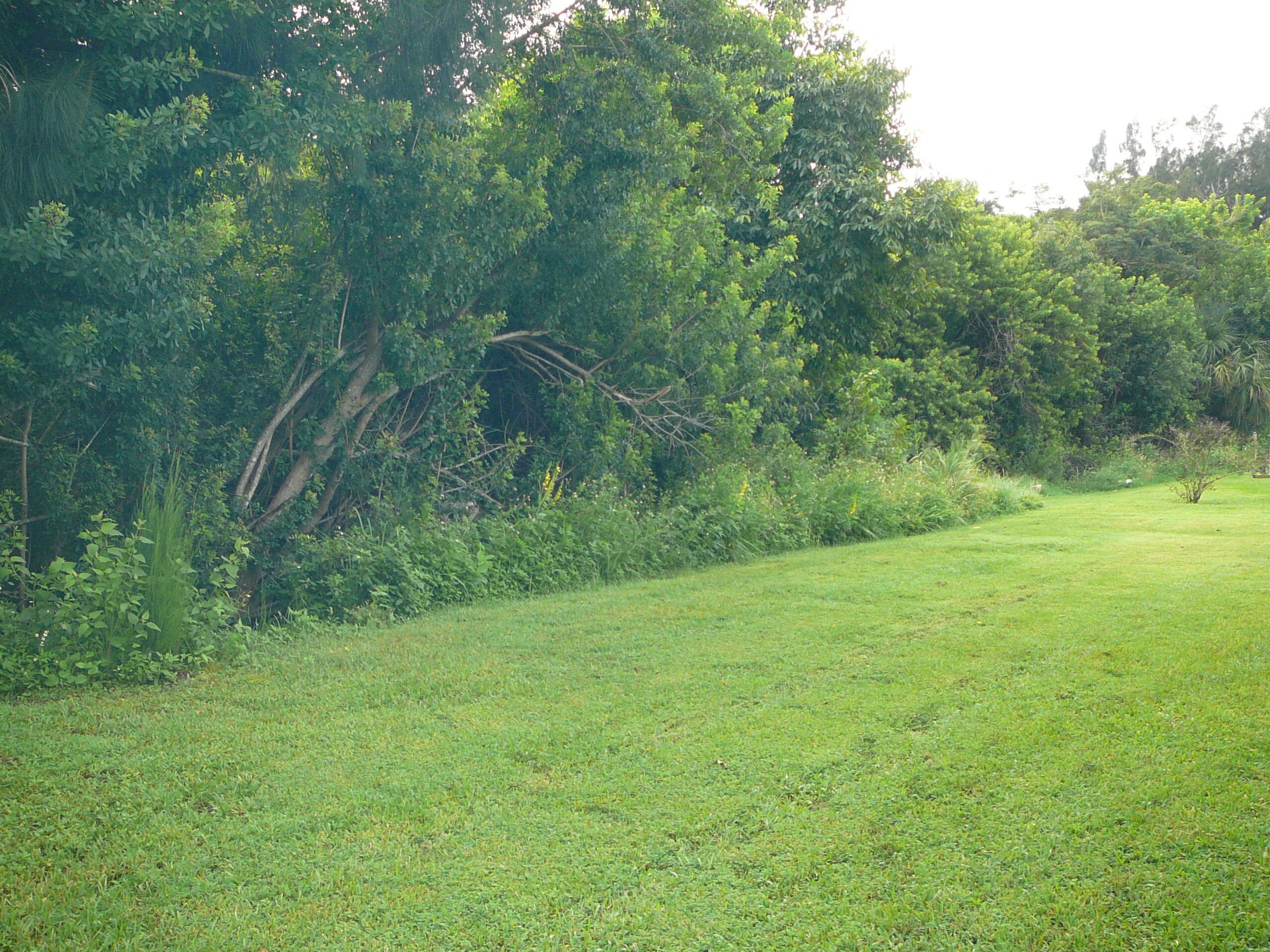 6512 Las Palmas Way Port St. Lucie, FL 34952 - Photo 13 of 45 a view of a field with a tree