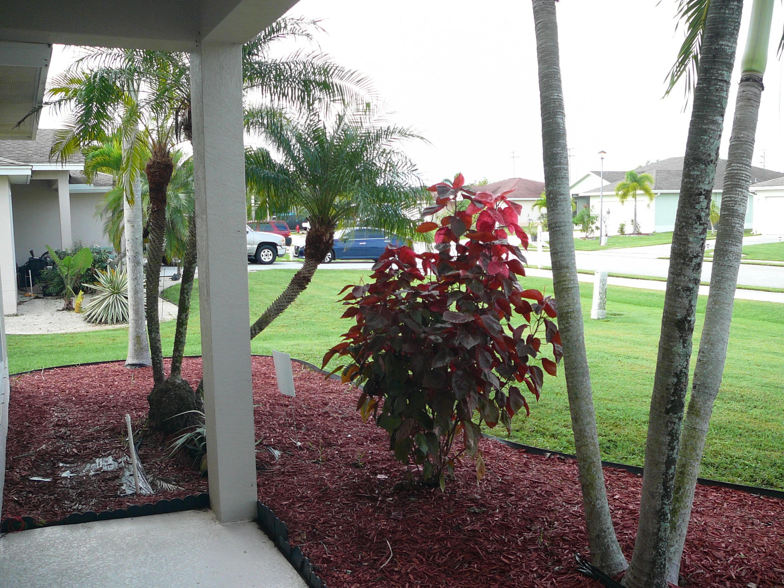 6512 Las Palmas Way Port St. Lucie, FL 34952 - Photo 7 of 45 a view of a backyard with garden