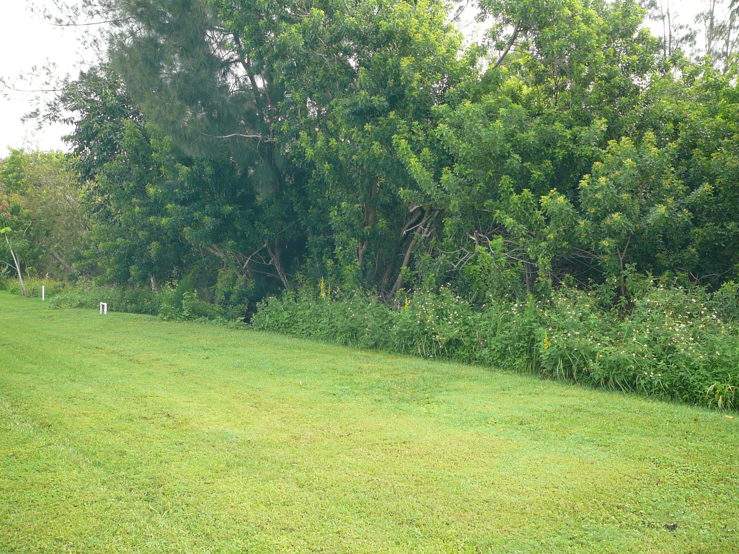 6512 Las Palmas Way Port St. Lucie, FL 34952 - Photo 9 of 45 a view of a grassy field with trees