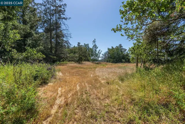 a view of a garden with a tree