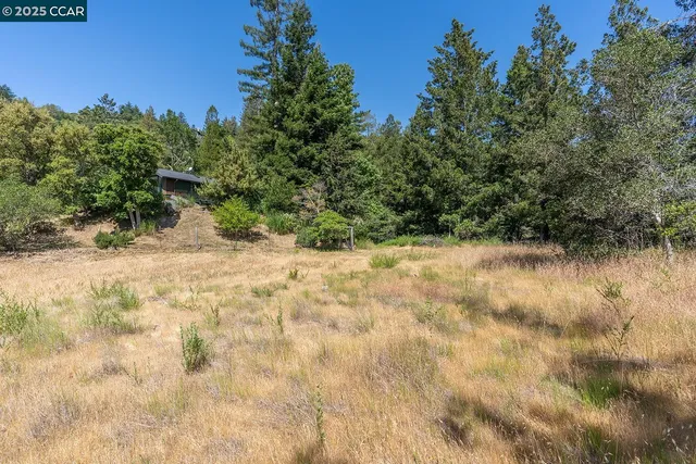 a view of a yard with a tree