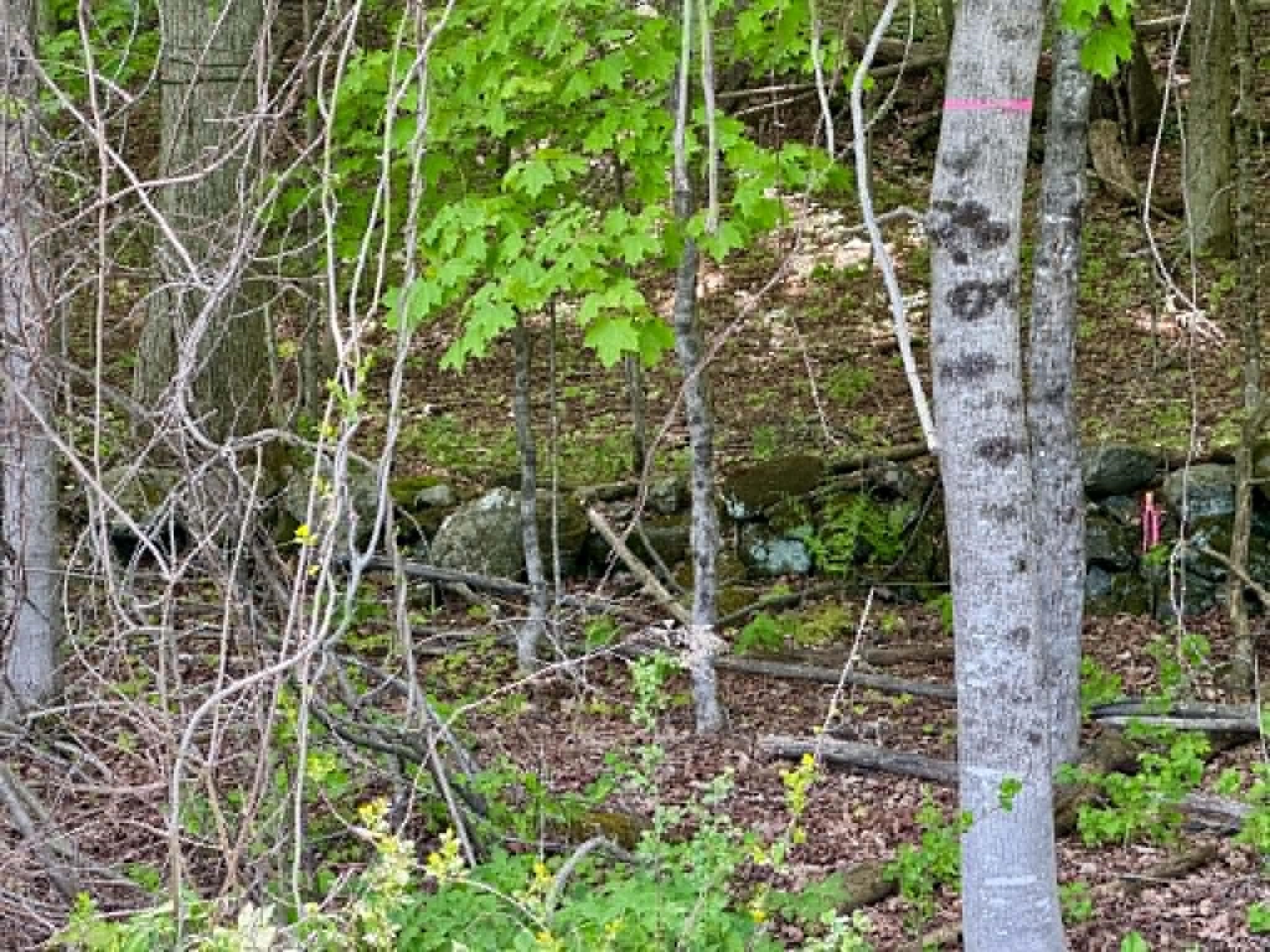 Lot A Sweet Pond Road, Unit LOT 1 Guilford, VT 05301 - Photo 2 of 9