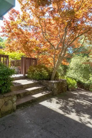 a view of a yard with large trees