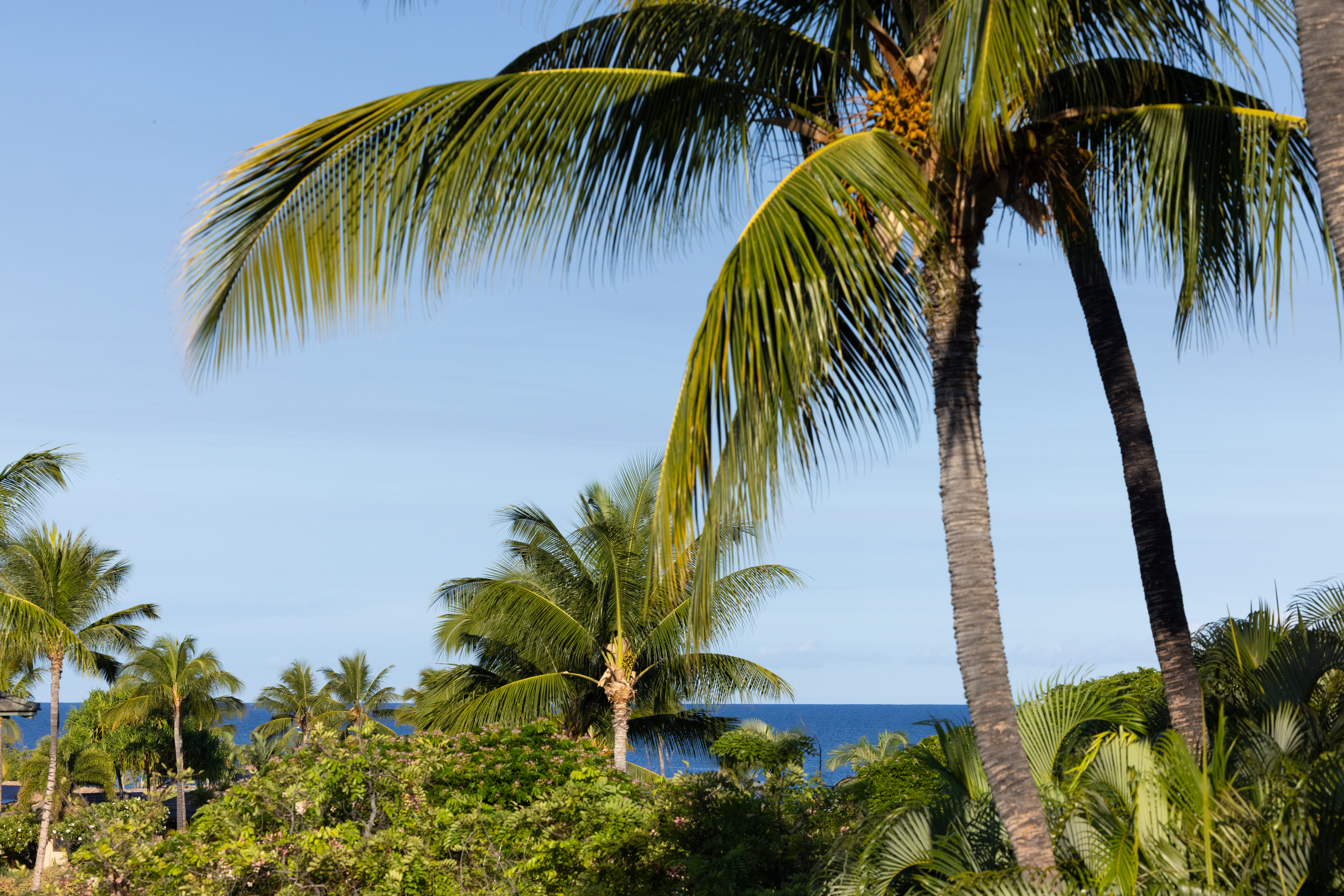 69-1010 Keana Place, Unit C202 Waikoloa, HI 96738 - Photo 8 of 30 a ocean view with palm tree