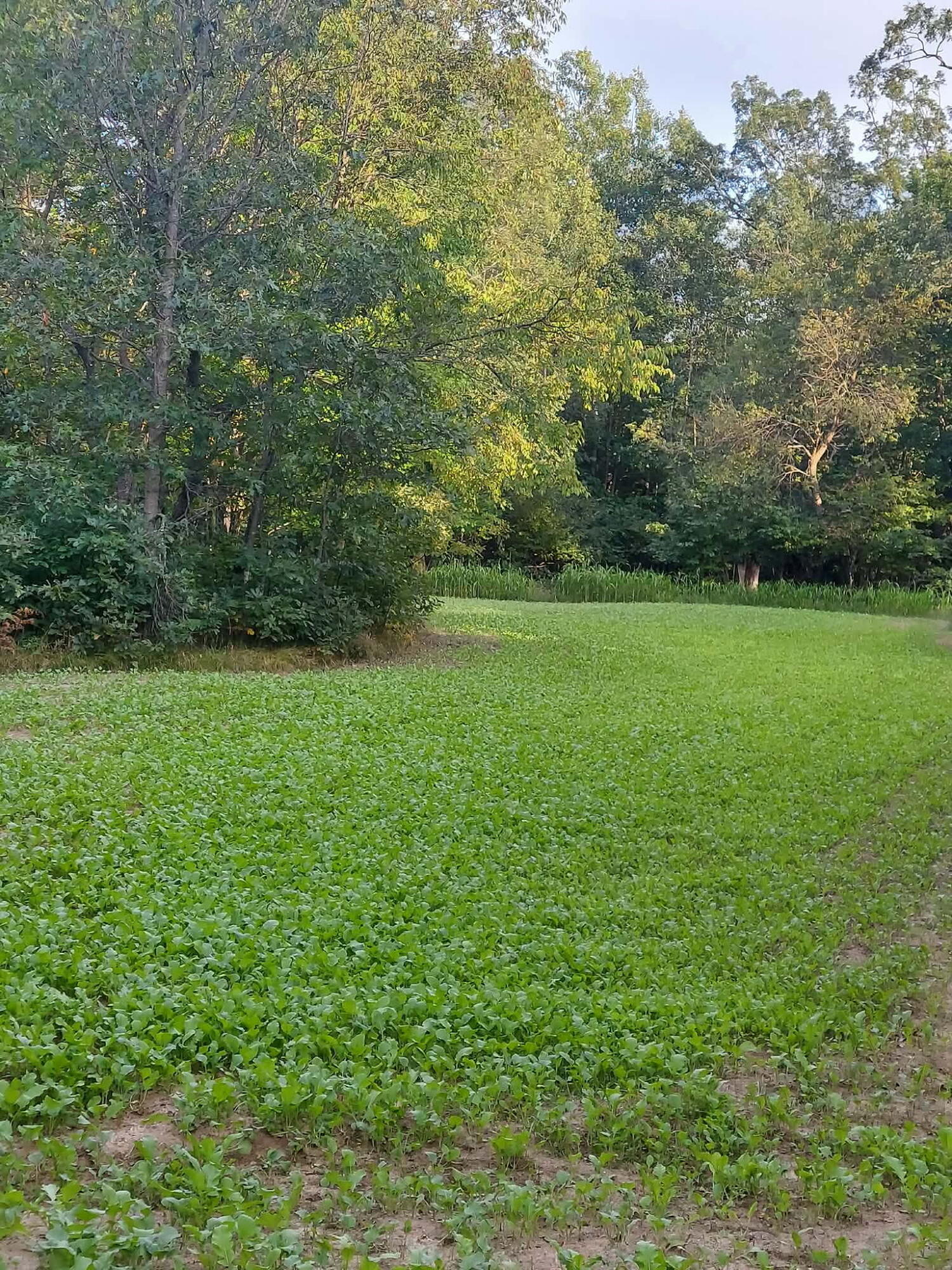 109 West McKinley Road Rothbury, MI 49452 - Photo 60 of 76 5775