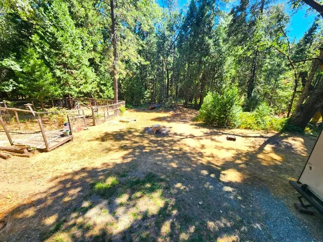 a view of a tree in the forest