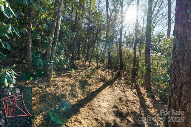 a view of a yard with plants and trees