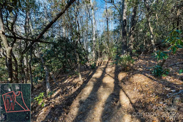 a view of a forest with a mountain