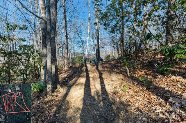 a view of a forest with a mountain