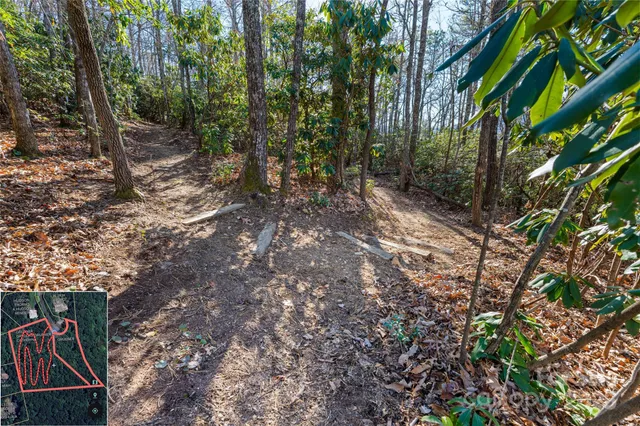 a view of a yard with plants and trees