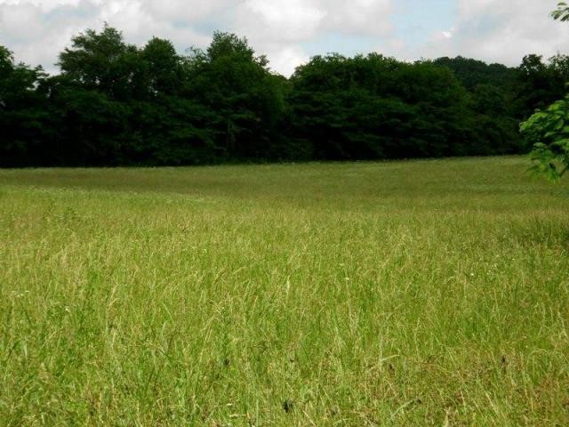 360 Old Mill Road Tellico Plains, TN 37385 - Photo 2 of 5 a view of a field with a trees in the background