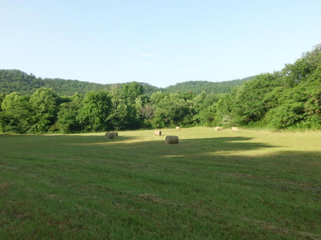 360 Old Mill Road Tellico Plains, TN 37385 - Photo 4 of 5 a view of a big yard with a large trees