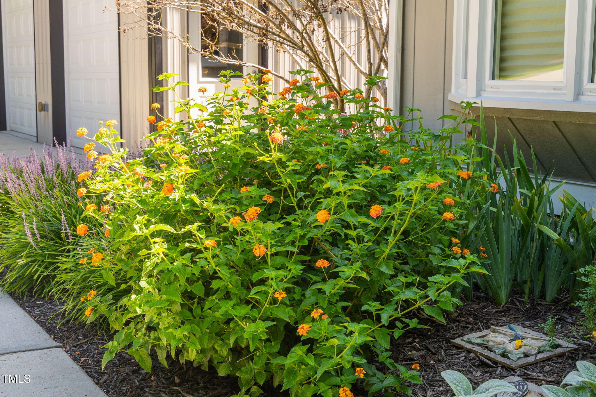 8236 Jackson Road Wake Forest, NC 27587 - Photo 6 of 74 a backyard of a house with lots of green space