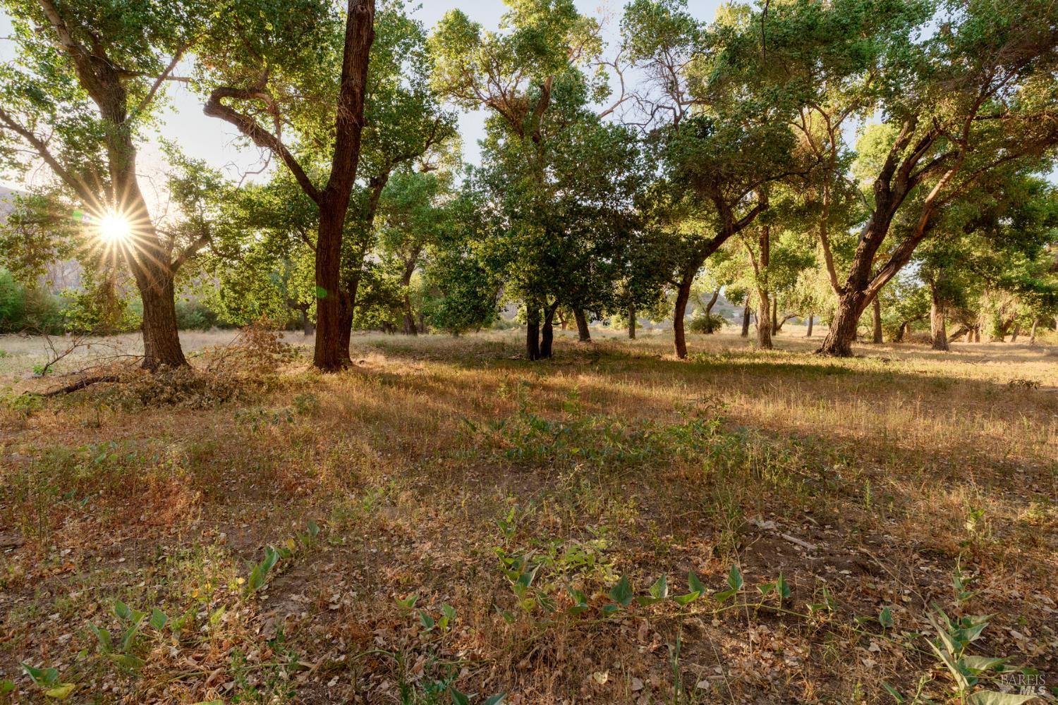 3800-3820 Piru Canyon Road Piru, CA 93040 - Photo 28 of 30 a view of a yard with a tree