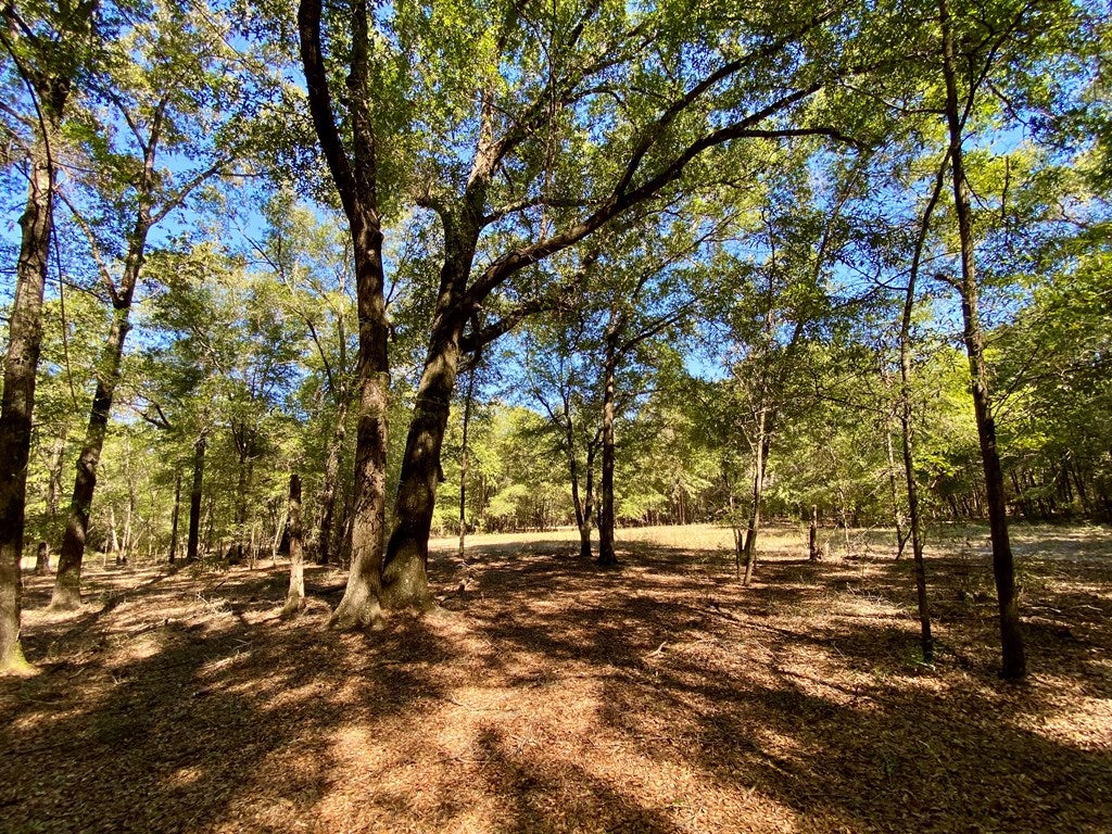 0 Clubhouse Road Coleman, GA 39836 - Photo 28 of 33 Gallery Image 28