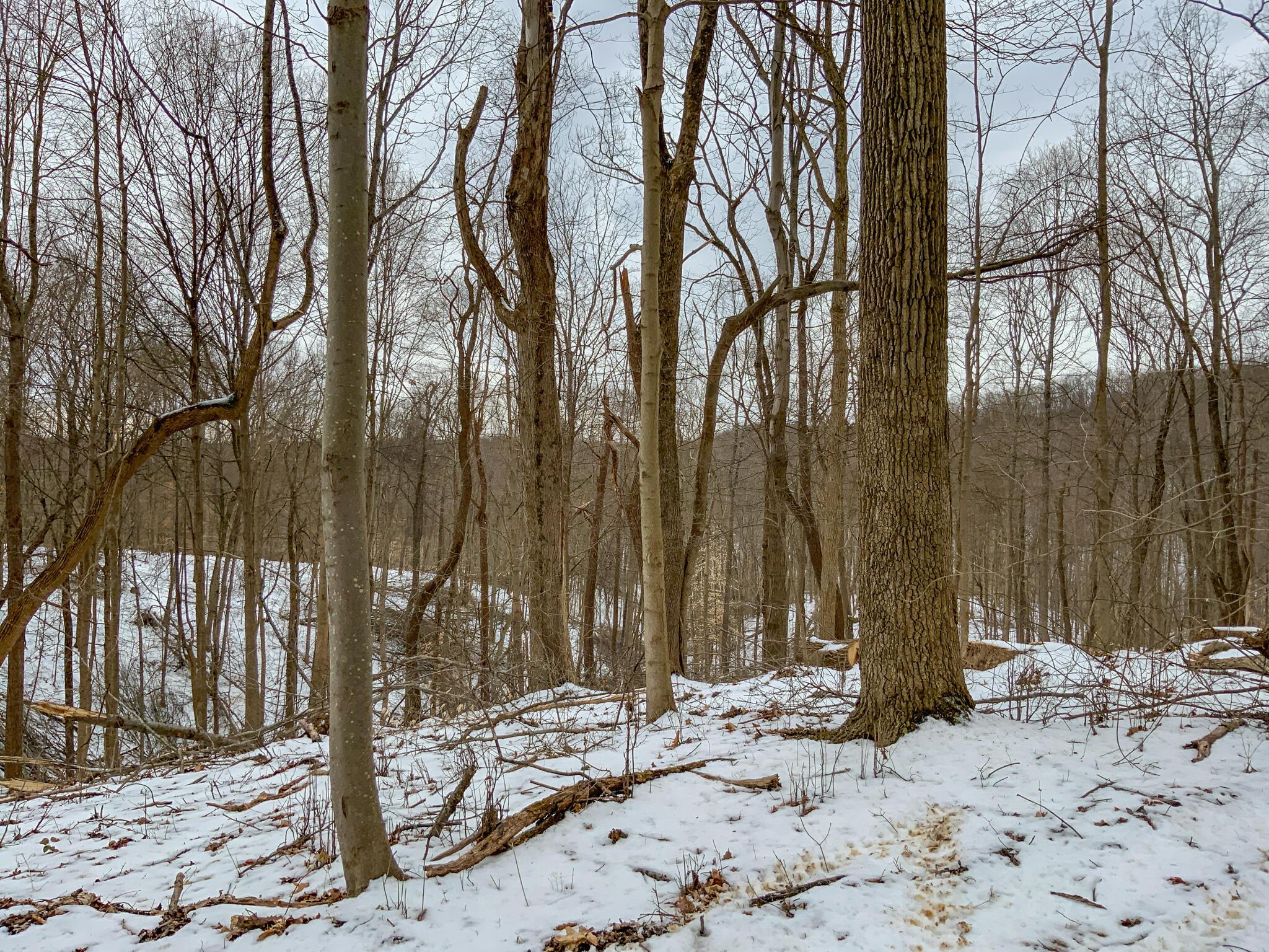0 Lookout Road Rockbridge, OH 43149 - Photo 19 of 43 IMG_4971