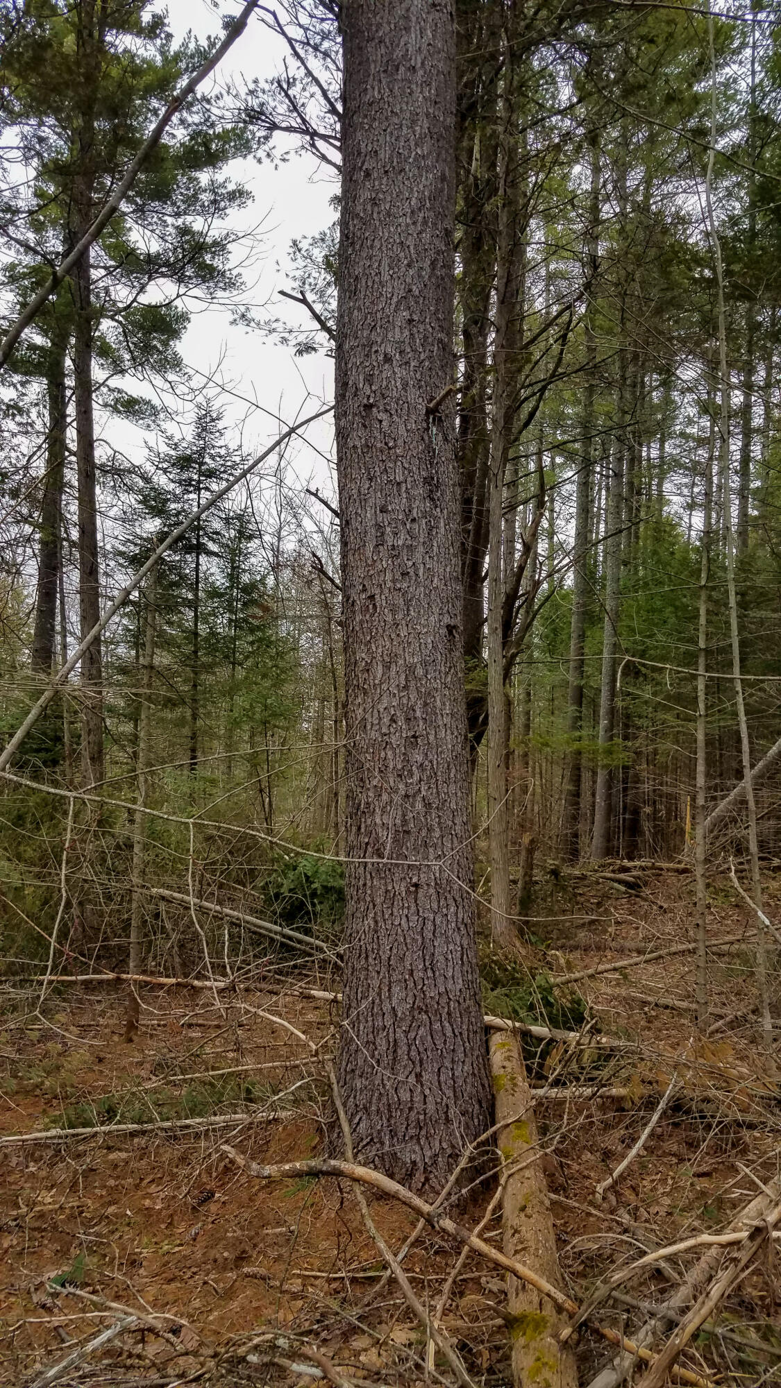 Lot 28 Charleston Road Dexter, ME 04930 - Photo 11 of 18 Lot 28 (3 of 15)