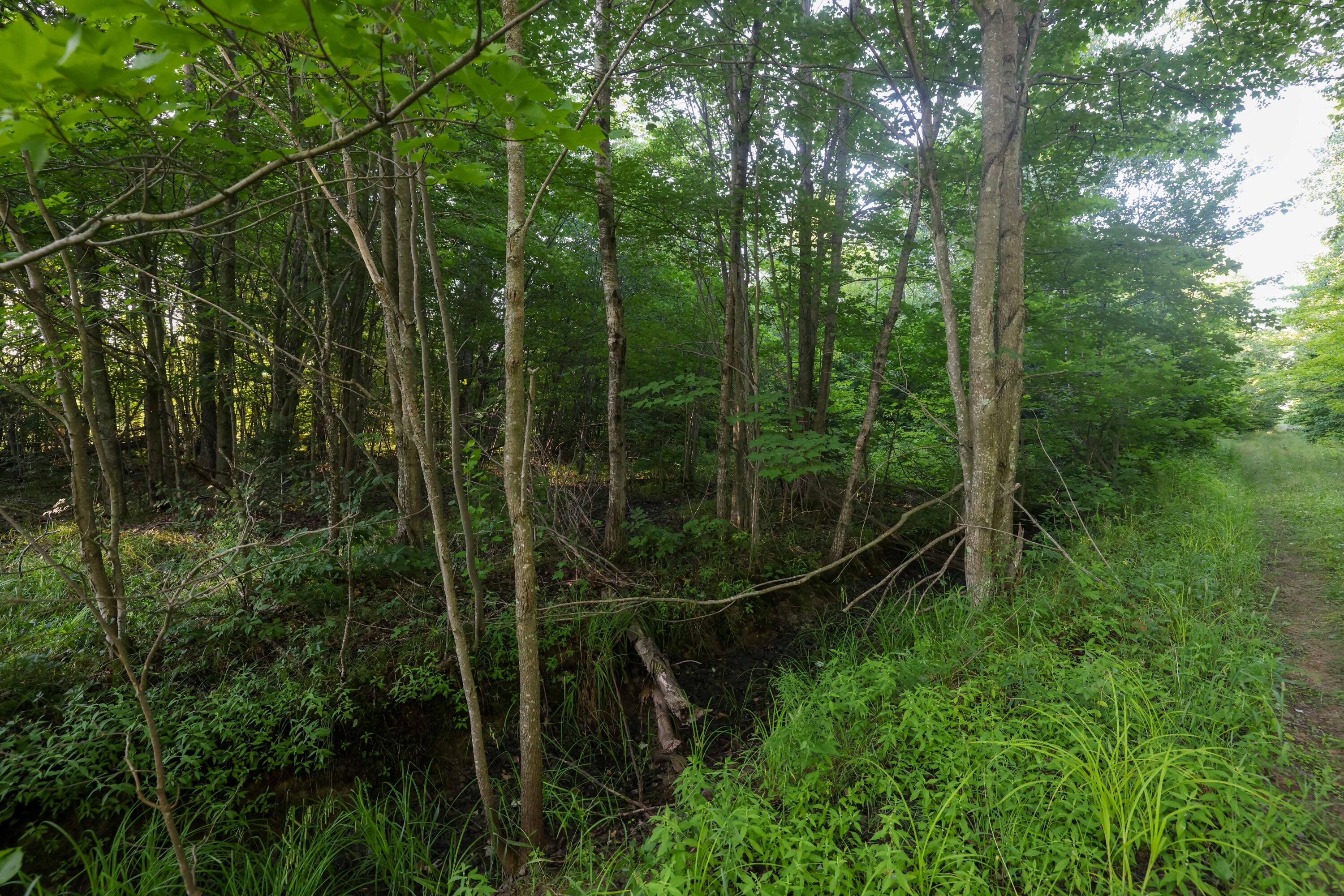 0 Ford Lake Road Germfask, MI 49836 - Photo 29 of 49 Gallery Image 29