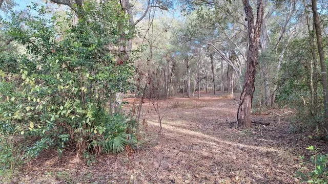 a view of a forest with trees