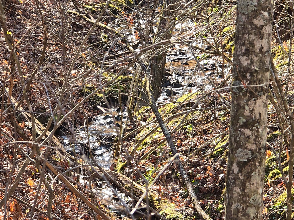 120 Claw Run Murphy, NC 28906 - Photo 36 of 40 Small branch along the walking trail