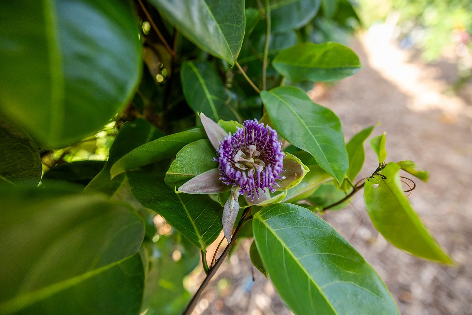 1697 Haiku Road Haiku, HI 96708 - Photo 41 of 48 a view of a flower