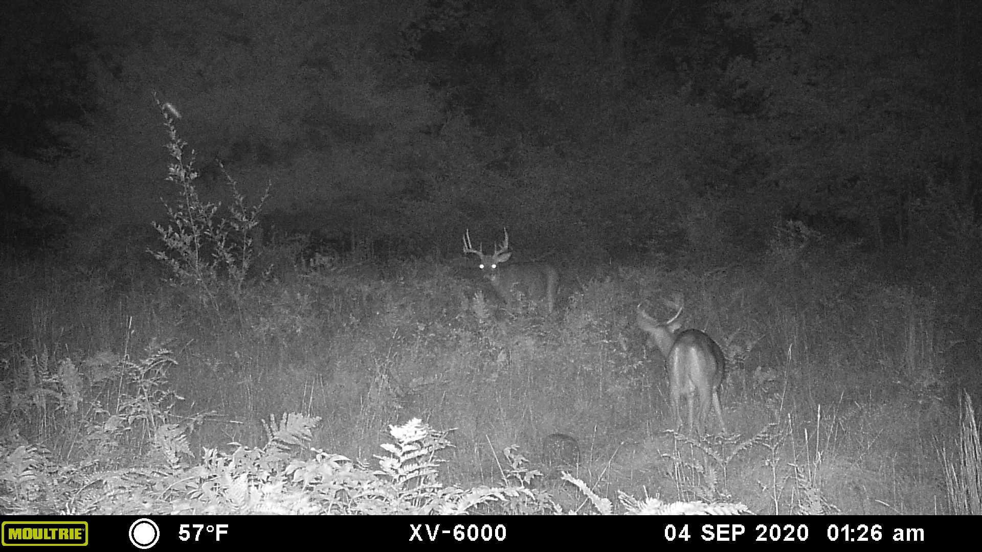 0 Plum Valley Road Northwest Alden, MI 49612 - Photo 16 of 18