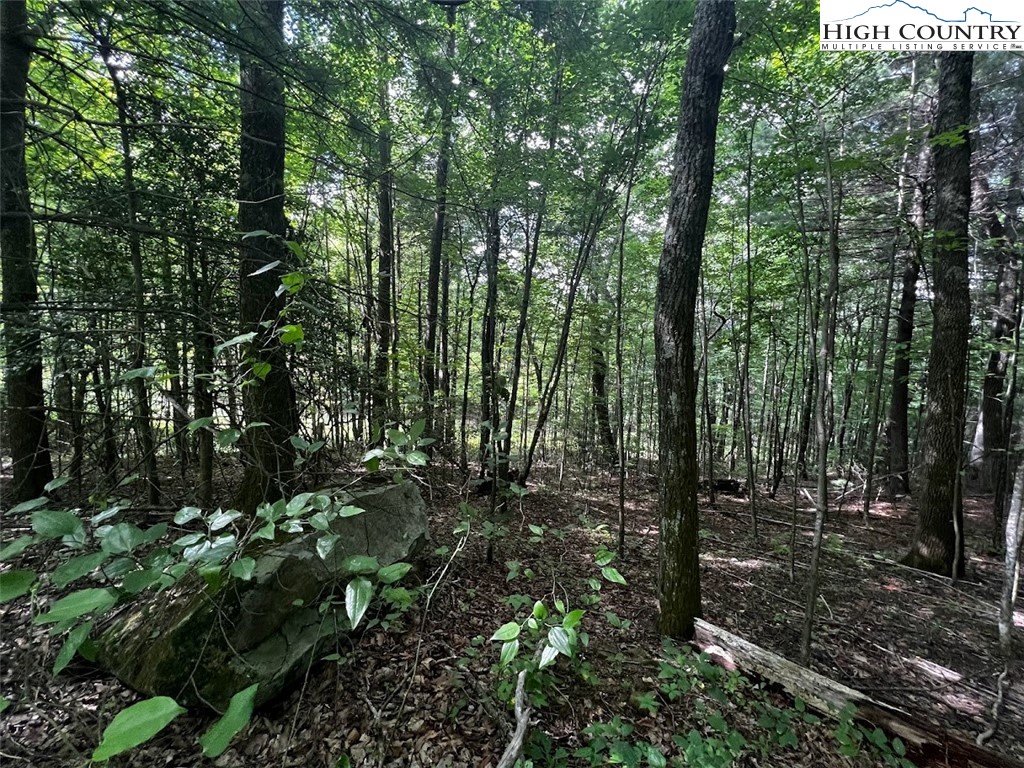 Phillips Gap Road Purlear, NC 28665 - Photo 15 of 29 a view of outdoor space and green space