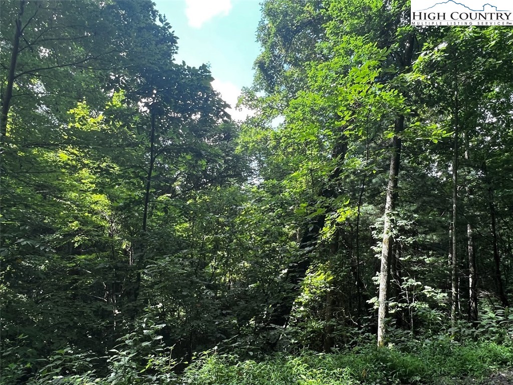 Phillips Gap Road Purlear, NC 28665 - Photo 19 of 29 a view of a lush green forest