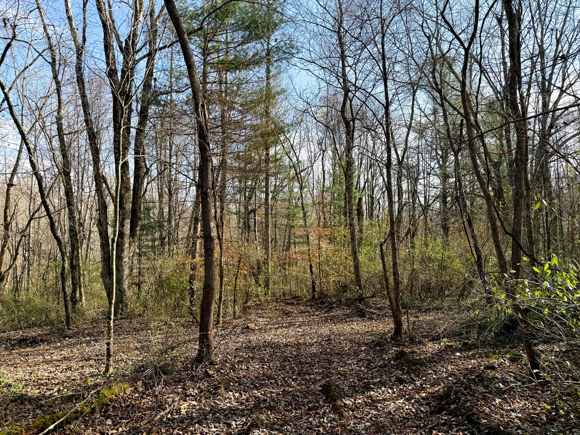 0 Dutch Ridge Road Southeast, Unit WOODS TURKEY RUN TRACT 4) New Lexington, OH 43764 - Photo 45 of 58 CT-45