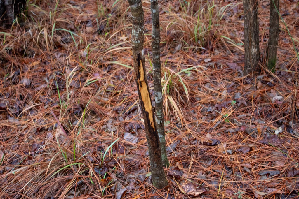 3 Pilgram Ch Road Gordon, AL 36343 - Photo 15 of 28 Gallery Image 15