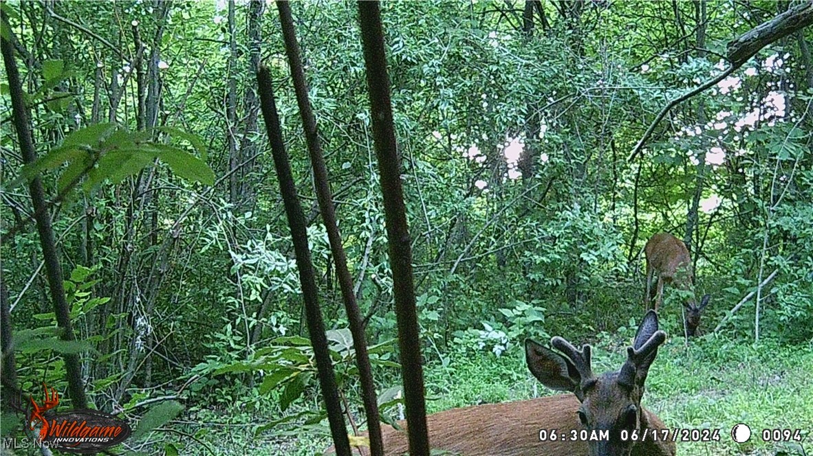 555 South State Route, Unit 69 592 Chesterhill, OH 43728 - Photo 19 of 49 View of nature