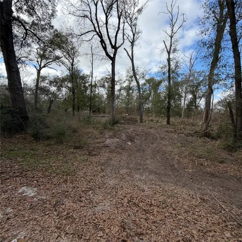 a view of a forest with trees