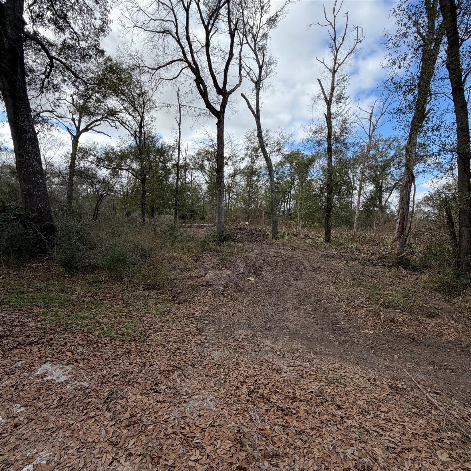 a view of a forest with trees