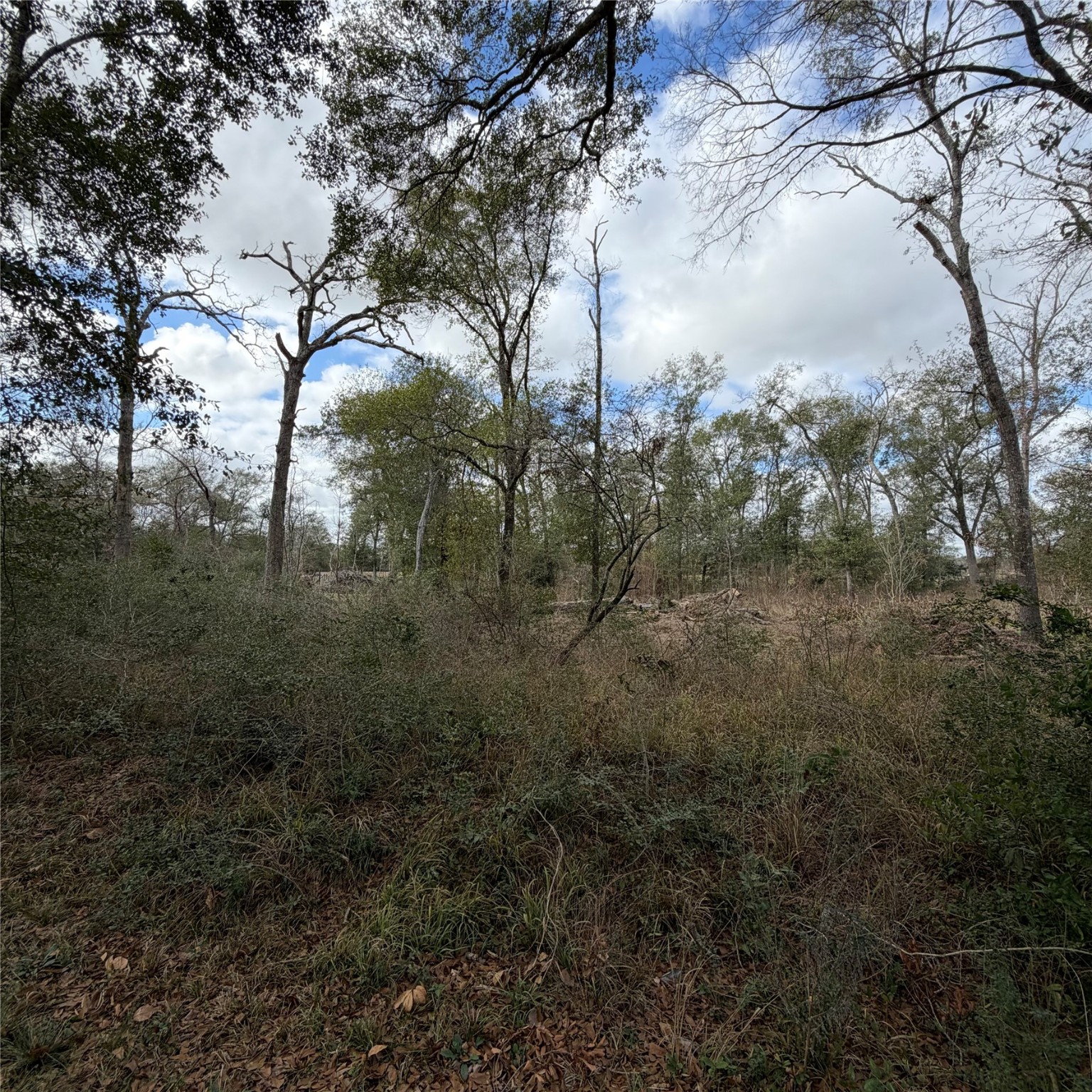 25028 Leitrim Road Hempstead, TX 77445 - Photo 2 of 7 a view of a yard