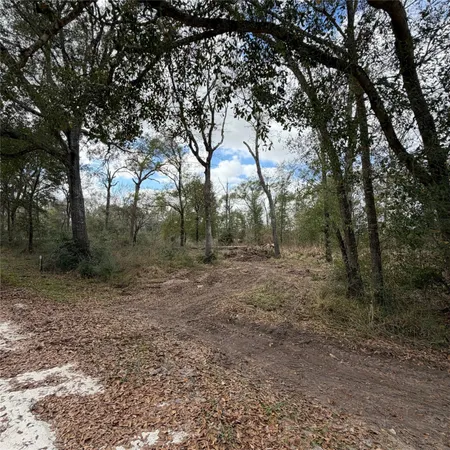 a view of a forest with trees in the background