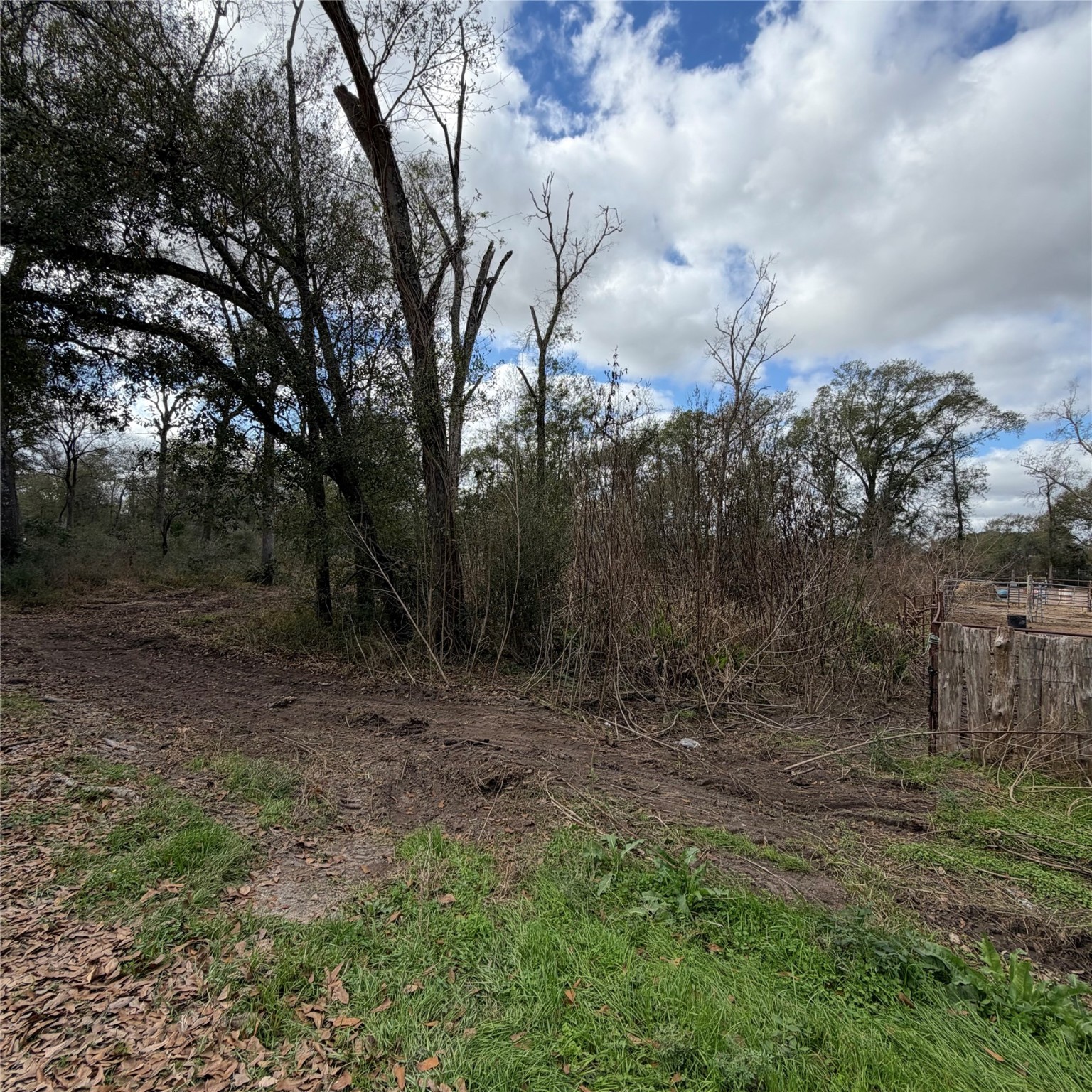 25028 Leitrim Road Hempstead, TX 77445 - Photo 4 of 7 a view of a yard