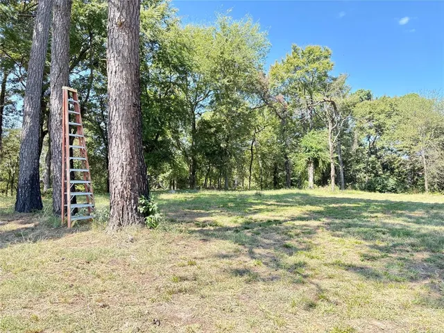 a view of a tree in the middle of a yard