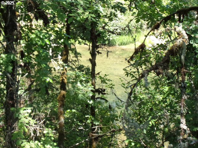 713 Little River Road Glide, OR 97443 - Photo 33 of 36 a view of a tree in a garden