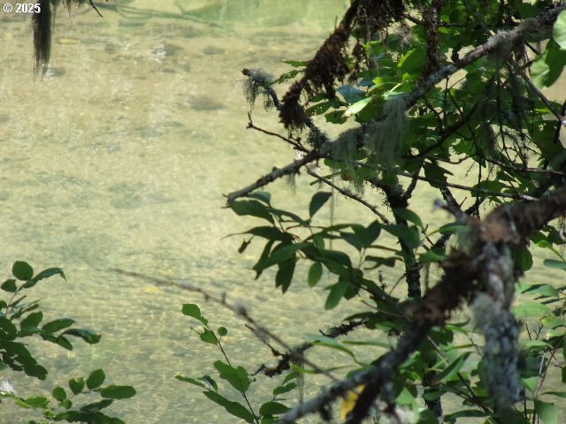 713 Little River Road Glide, OR 97443 - Photo 35 of 36 a picture of a tree