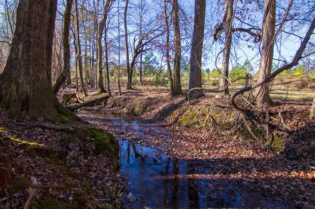 a view of a yard with plants and trees