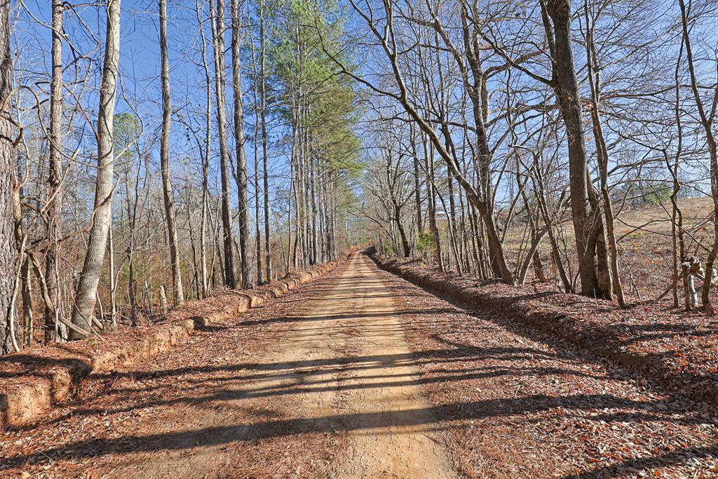 0 St Paul Church Road Shiloh, GA 31826 - Photo 5 of 23 a view of a yard with trees