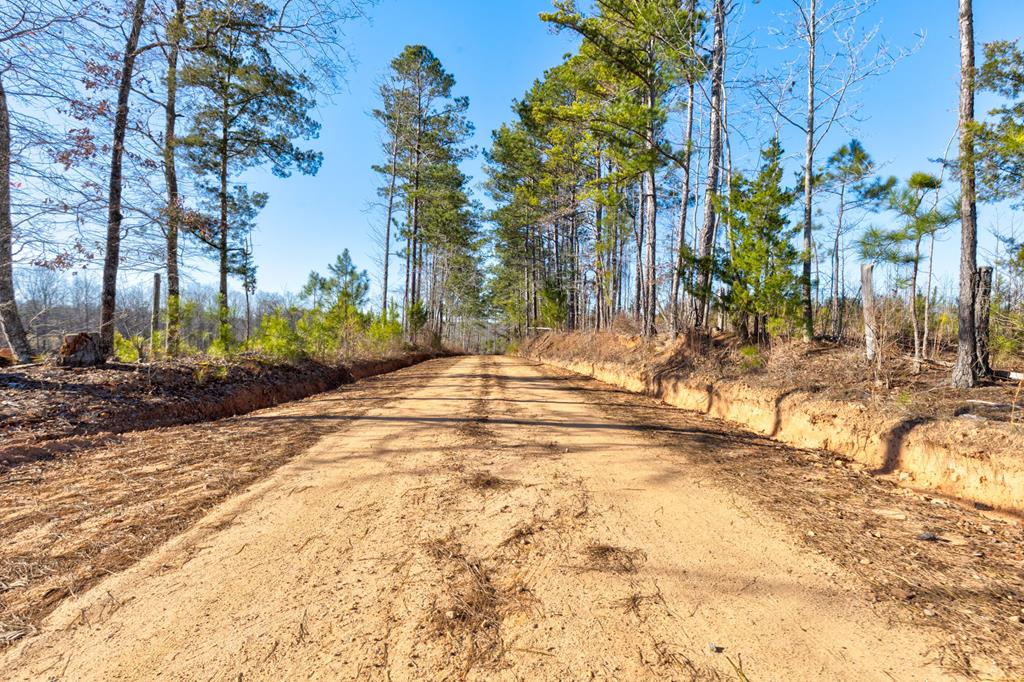 0 St Paul Church Road Shiloh, GA 31826 - Photo 6 of 23 a view of backyard with palm trees