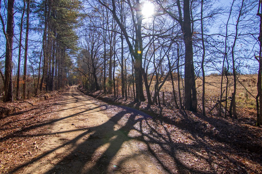 0 St Paul Church Road Shiloh, GA 31826 - Photo 7 of 23 a view of backyard of a house