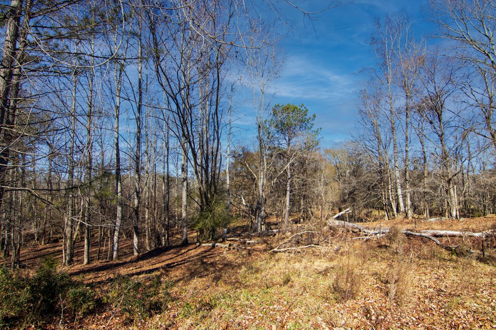 0 St Paul Church Road Shiloh, GA 31826 - Photo 9 of 23 a view of a yard with trees