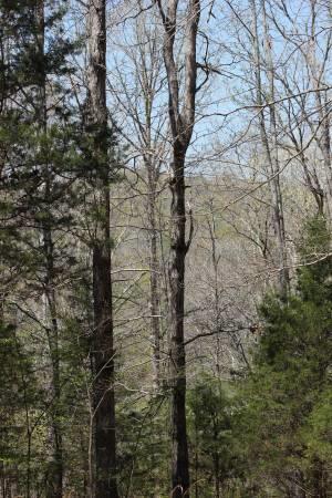 260 Lawson Road Hohenwald, TN 38462 - Photo 24 of 24 Gallery Image 24