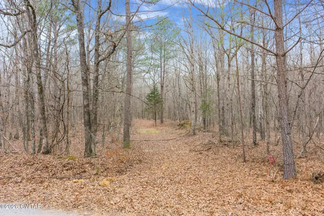 a view of a yard with trees