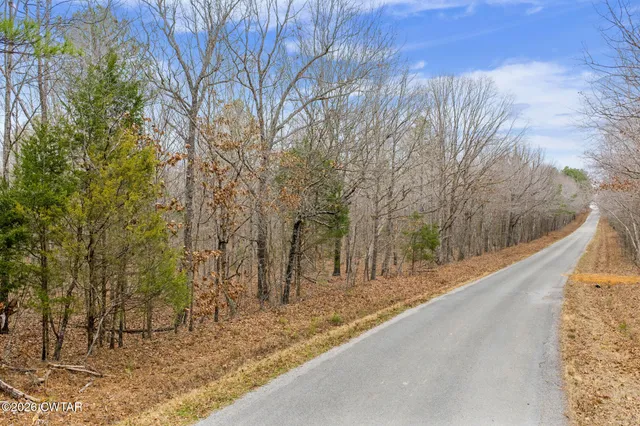 a view of a road with tall trees