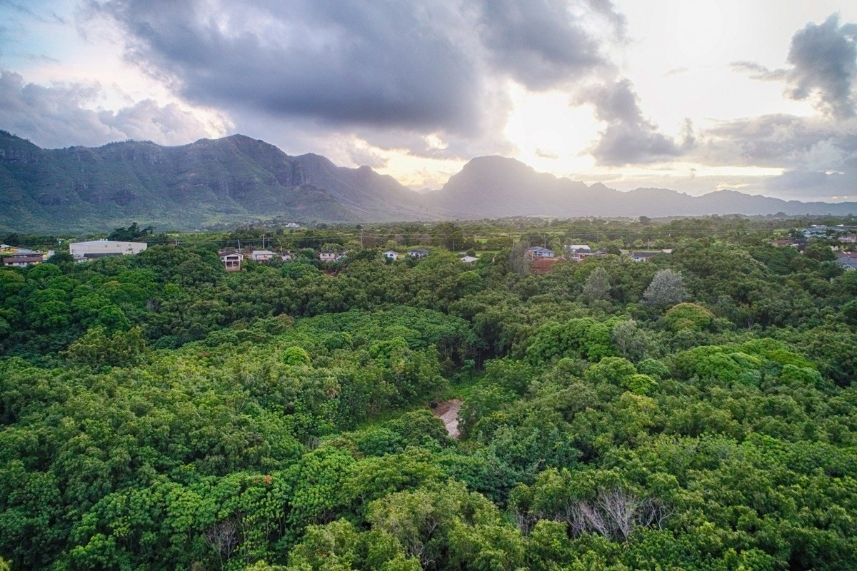 Kahumoku Road, Unit 10 Lihue, HI 96766 - Photo 6 of 27 a view of a lush green hillside and a houses
