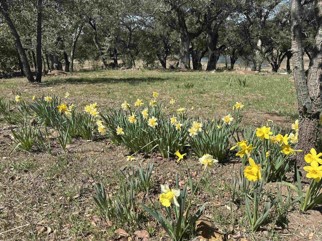 25258 Black Canyon Road Santa Ysabel, CA 92070 - Photo 44 of 69 a view of swimming pool with a garden